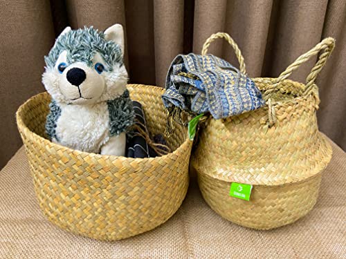 Natural Woven Basket for Storage - Set of 2 - Belly Basket- Plant Basket - Ideal Plant Pot, Laundry & Picnic Basket for Home or Outdoor Use